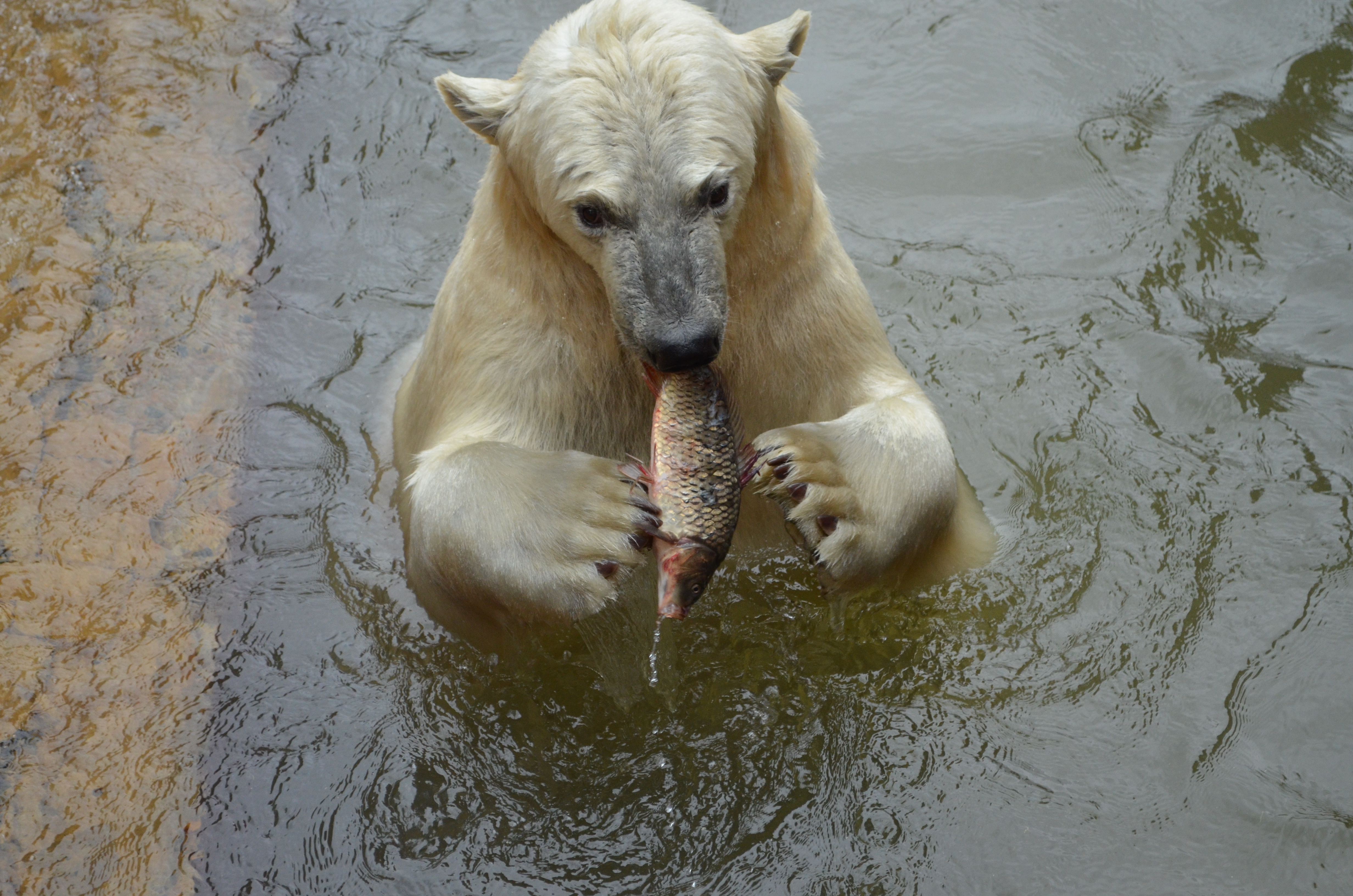 белый медведь есть рыбу