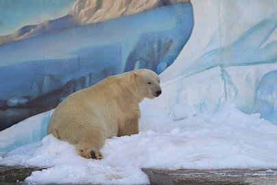Продолжается работа по созданию климатических зон для белых медведей