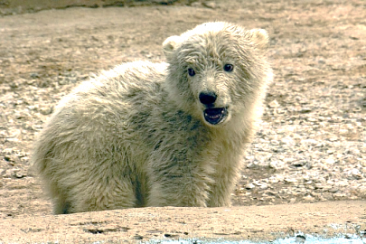 Завершаются опытно-конструкторские работы по изготовлению опытного образца мобильного модуля для спасения медвежат-сирот в Арктике