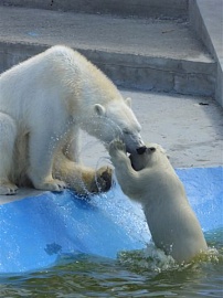 Водные процедуры белых медведей