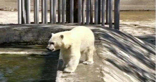 Белый медвежонок в Якутском зоопарке «Орто-Дойду» значительно подрос