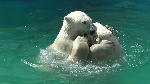 В Ростовском-на-Дону зоопарке родился белый медвежонок!