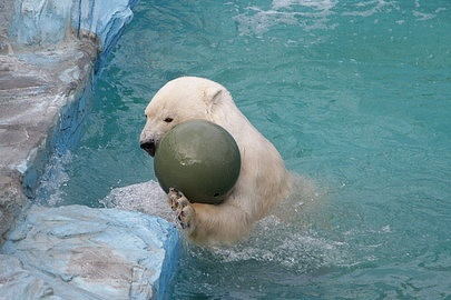 Обогащение среды обитания белых медведей в зоопарках