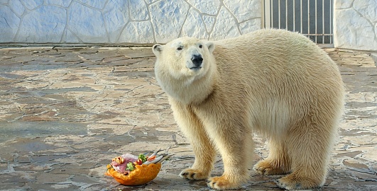 Белым медведям в зоопарках России хорошо!
