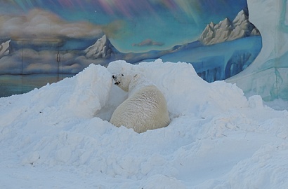 Обогащение среды обитания белого медведя в Пензенском зоопарке