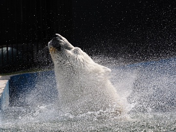 Белым медведям в зоопарках России обеспечили прохладу в условиях жаркой погоды