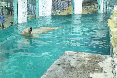 В Хабаровском зоосаде «Приамурский» поселился белый медведь