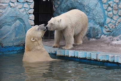В Красноярском парке флоры и фауны «Роев ручей» завершены общестроительные работы по возведению крупнейшего в России вольерного комплекса для содержания белых медведей