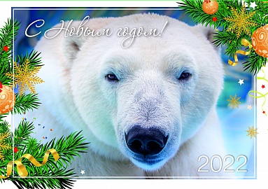 АНО «Общество дикой природы» поздравляет Вас с праздником!