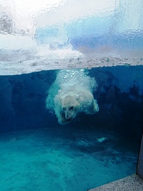 В зоопарках России в рамках Программы опеки в 2020 году продолжаются работы по созданию комфортных условий содержания белых медведей 