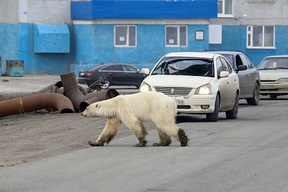 Успешно завершилось спасение белого медвежонка